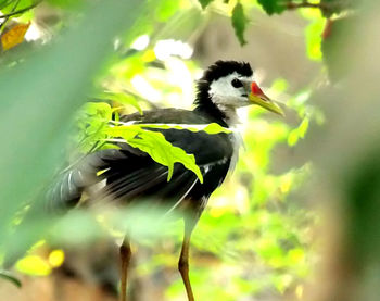 Close-up of bird