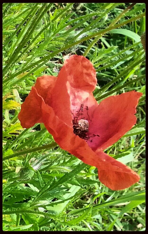 Poppy flowers