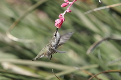 Close-up of butterfly pollinating on pink flower