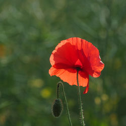 Close-up of red flower against blurred background