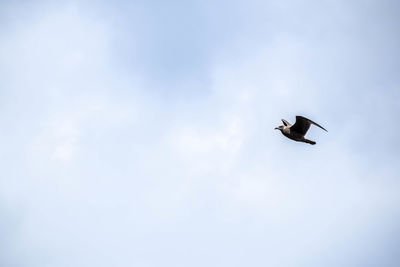 Low angle view of bird flying against sky