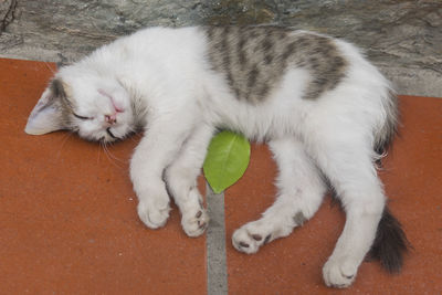 High angle view of cat sleeping