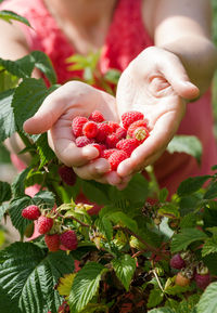 Close-up of hands holding raspberries