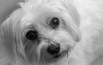 Close-up portrait of dog