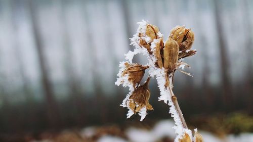 Close-up of dry plant during winter