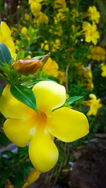 Close-up of yellow flowering plant