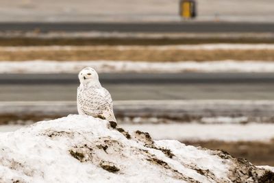 Close-up of bird perching on snow