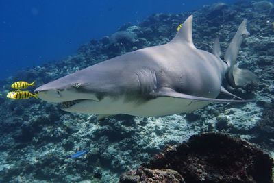 Sharptooth lemon shark - negaprion acutidens 