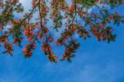 Low angle view of tree against blue sky