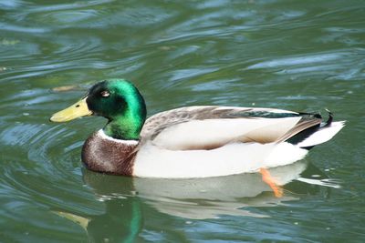 Bird swimming in lake