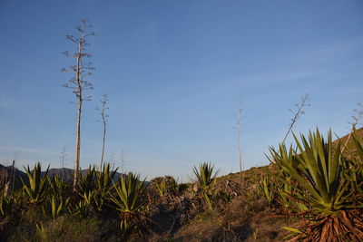 Plants against clear blue sky