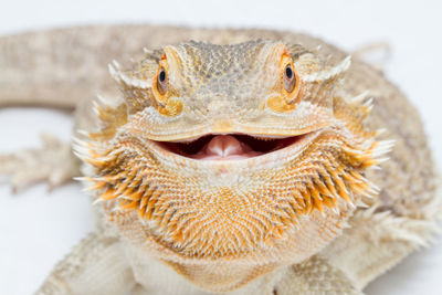 Close-up portrait of a reptile