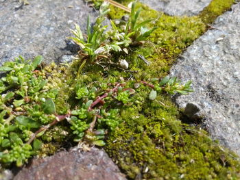 High angle view of moss growing on rock