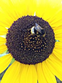 Close-up of bee pollinating on sunflower