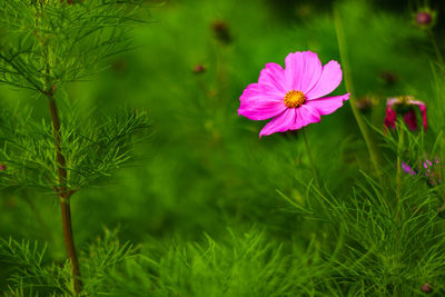 Close-up of pink cosmos flower