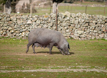 Side view of sheep standing in field