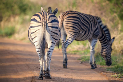 Close up view of zebrasin african savannah, madikwe game reserve, south africa