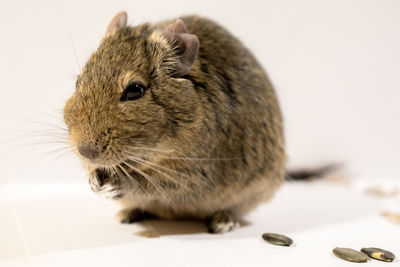 Close-up of rat against white background