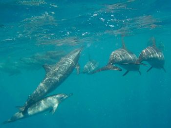 animal wildlife