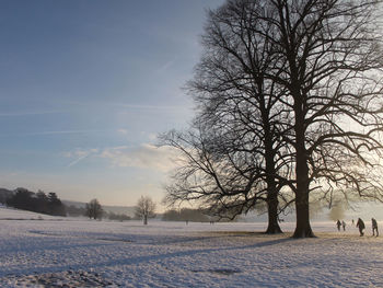 Bare trees on snow covered landscape