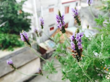 Close-up of purple flowers