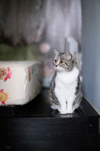 Portrait of cat sitting on floor