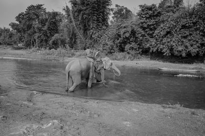 View of elephant drinking water from lake