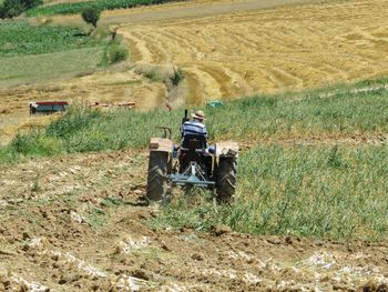 Horse cart on agricultural field