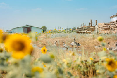 Countryside landscape with goslings in poultry yard on green grass with yellow sunflowers. 