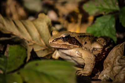 Close-up of frog on leaves