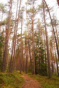 Low angle view of trees in forest