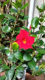 Close-up of red flowering plant