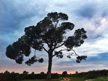 Low angle view of trees against cloudy sky