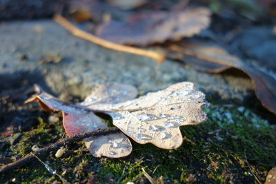 Close-up of wet maple leaves