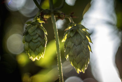 Close-up of berries growing on tree