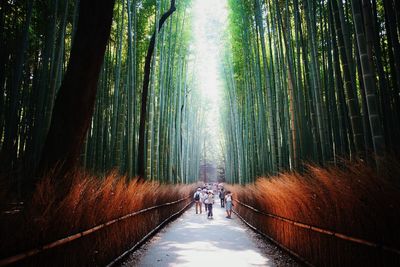 People walking on footpath in forest