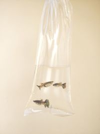 Close-up of fishes in plastic bag against wall