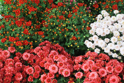 Close-up of red flowering plants