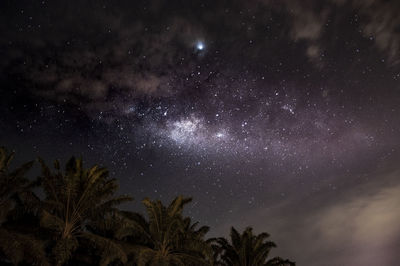 Low angle view of trees against sky at night