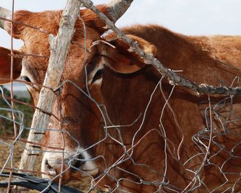 Close-up of horse in ranch