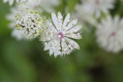 Close-up of cherry blossom on tree