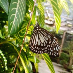 Close-up of butterfly on plant