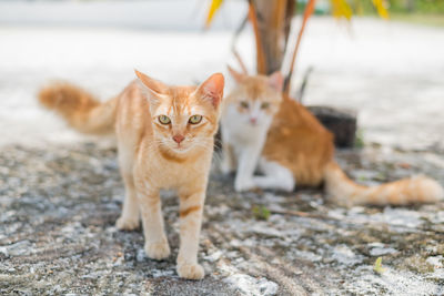 Portrait of kittens on land