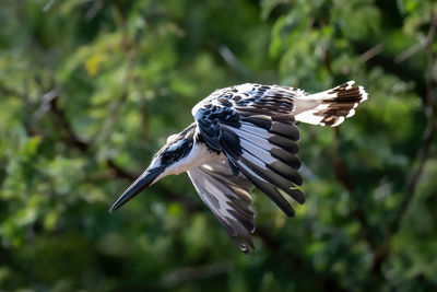 Close-up of bird flying against trees