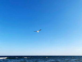 Bird flying over sea against clear blue sky