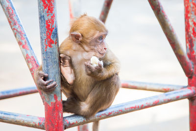 Monkeys sitting on metal fence