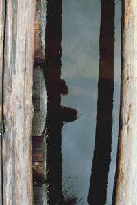 Close-up of tree trunk by lake