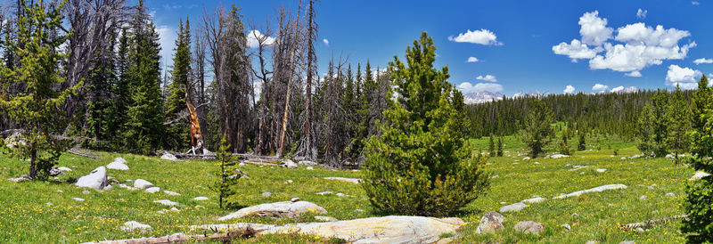 Plants growing on land against sky