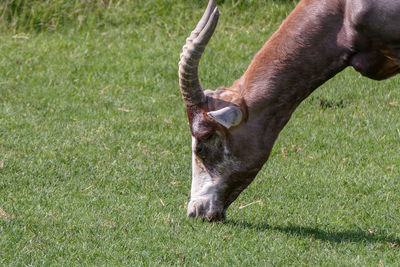 Close-up of a horse grazing in field