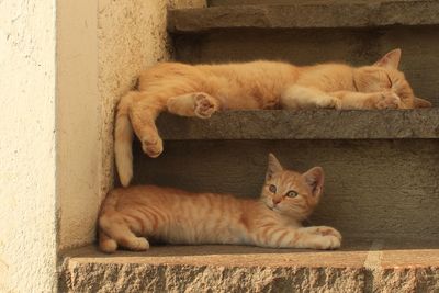 Portrait of cats lying on wall